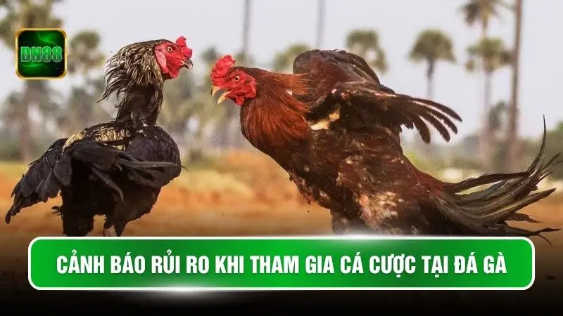 Cảnh báo rủi ro khi tham gia cá cược tại đá gà